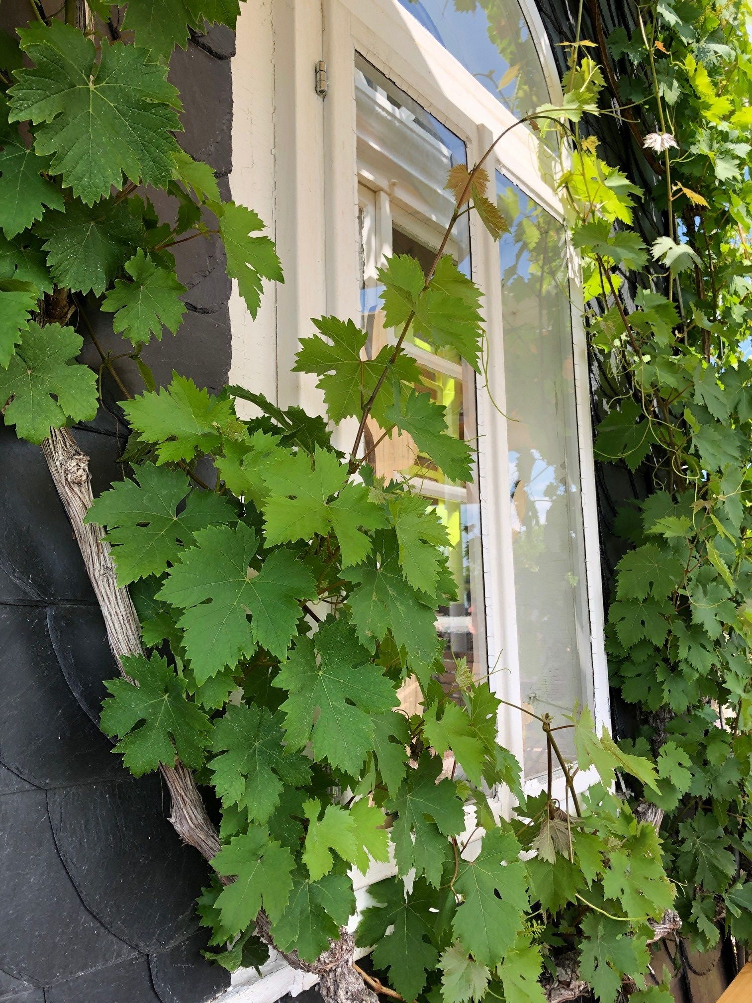 {nbase:fileProperty(propertyName: 'alternative', falId: {item})}