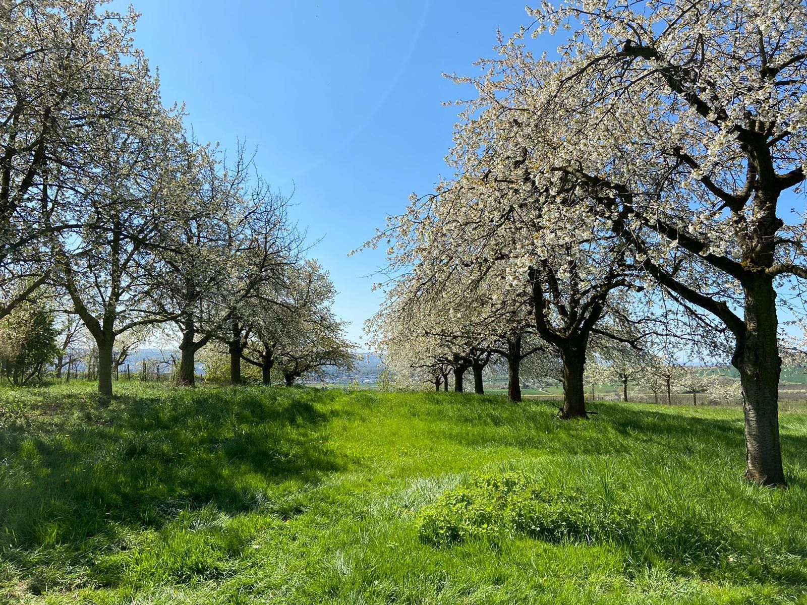 {nbase:fileProperty(propertyName: 'alternative', falId: {item})}