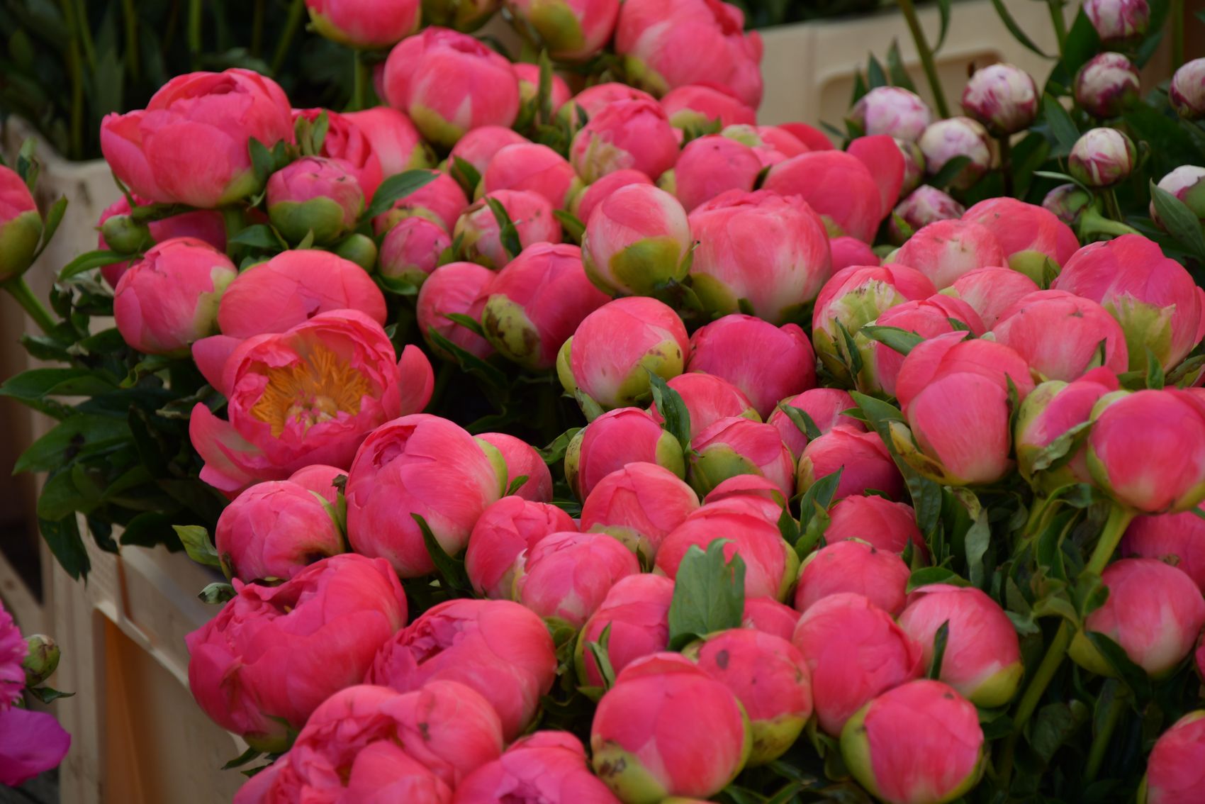 {nbase:fileProperty(propertyName: 'alternative', falId: {item})}